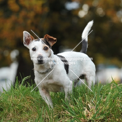 older jack russell , undocked, in grass