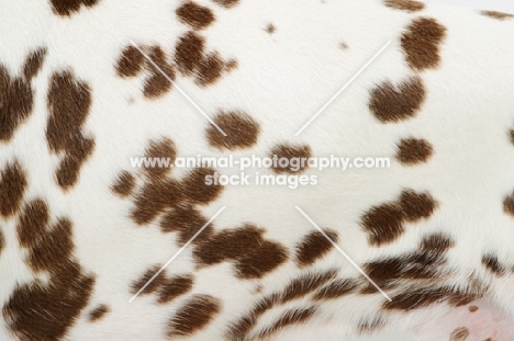 liver Dalmatian close up of coat