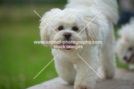 white lhasa apso walking