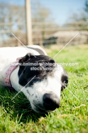 Lurcher resting