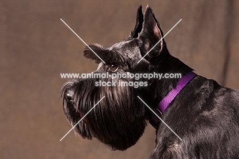 standard Schnauzer profile