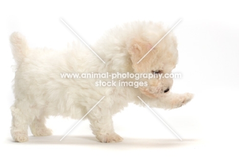 Bicon Frise puppy, one leg up