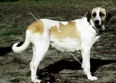 Rafeiro do Alentejo (aka Portuguese herding dog), side view