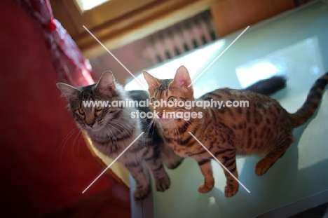 bengal cat and norwegan forest cat, young ones, sitting on a table