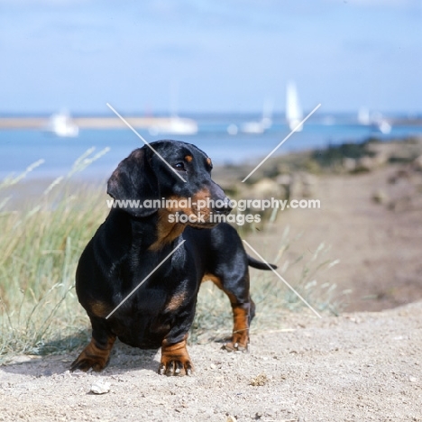 smooth haired dachshund  standing on sea shore