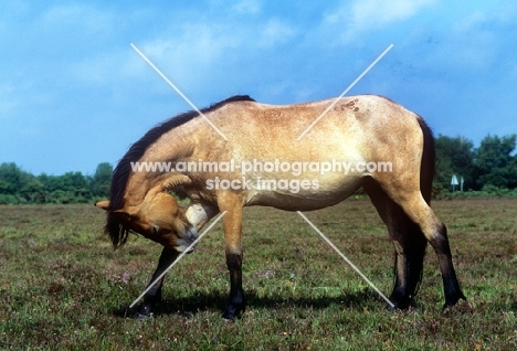 new forest mare rubbing head on leg