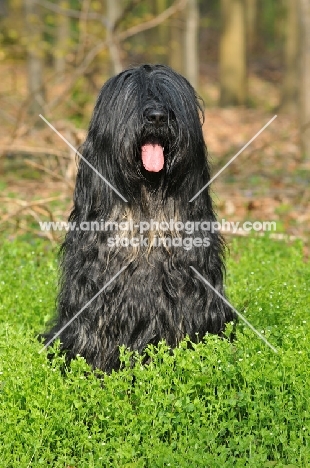 Cao da Serra de Aires (aka Portuguese Sheepdog) sitting down