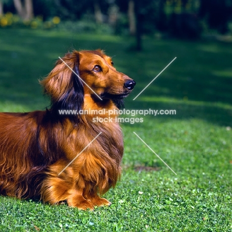 long haired dachshund head and shoulders