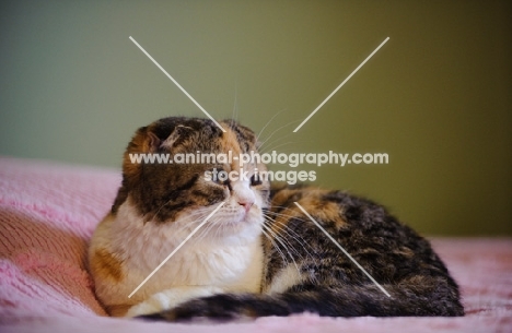 Scottish Fold cat lying on bed. 