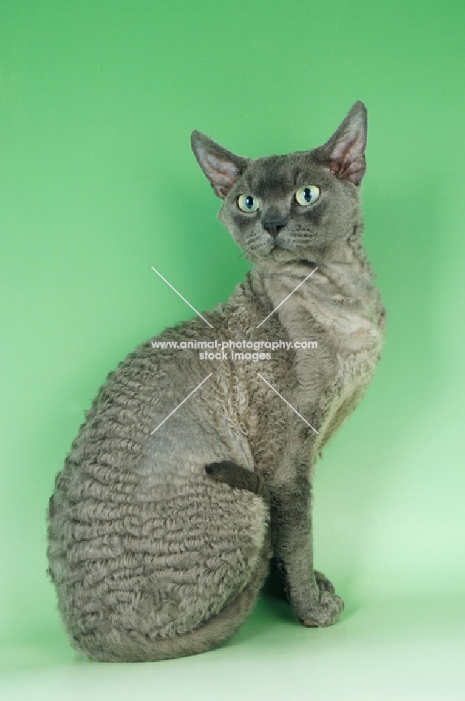 blue devon rex on green background