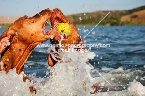 Hungarian Vizsla dogs competing over ball