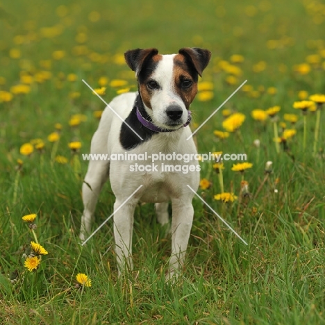 Jack Russell Terrier in field