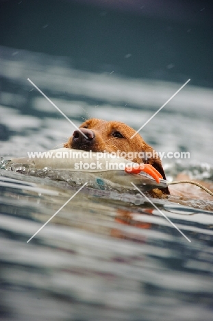 Labrador Retriever retrieving fake duck in water.
