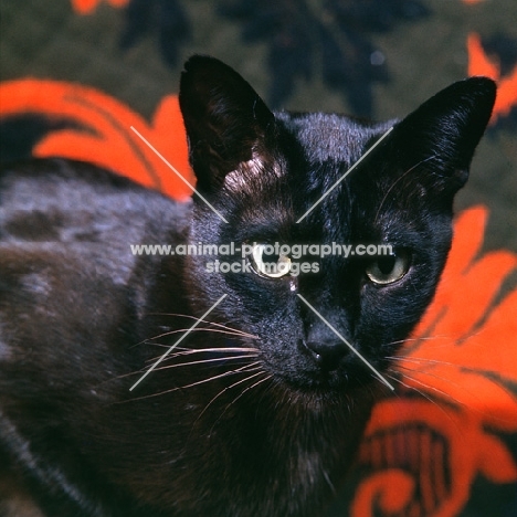 brown burmese cat head study