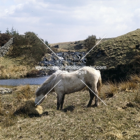 Highland Pony eating hay on the moors in Scotland