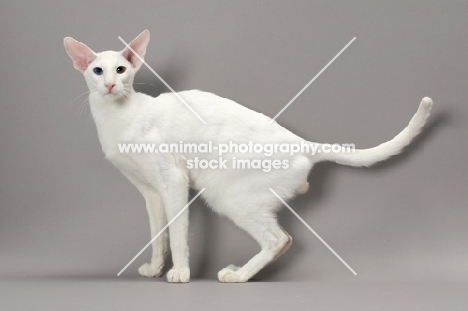 White Odd Eye Oriental Shorthair cat, looking at camera