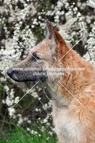 Laekenois (Belgian Shepherd) profile