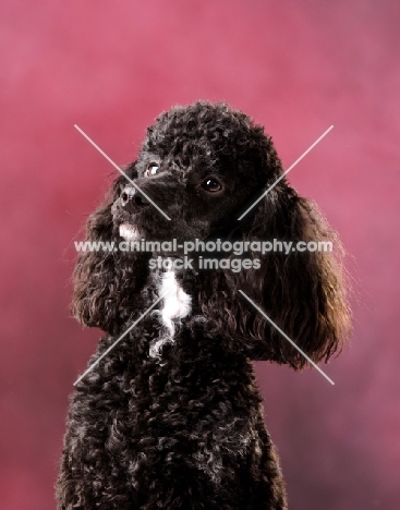 black poodle looking up on pink background