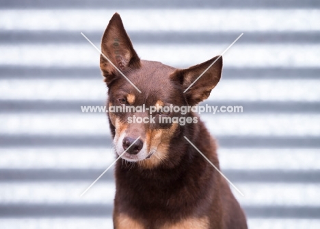 Kelpie looking at camera