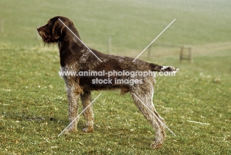 Deutsch Stichelhaar standing in field