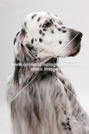 English Setter (Blue Belton colour), Australian Champion in studio