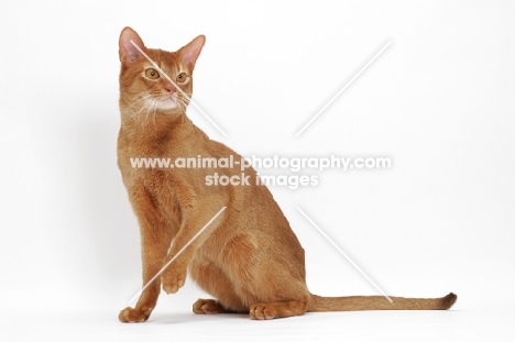 sorrel Abyssinian on white background, sitting down