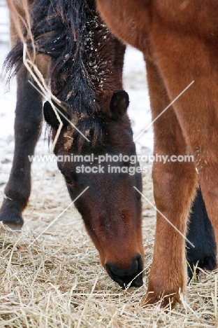 Morgan horse eating hay