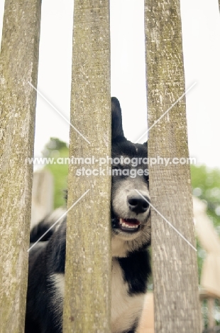 Husky Crossbreed behind fence