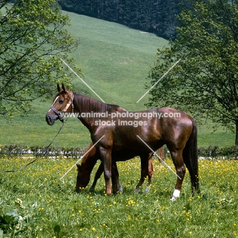 Myrta, Einsiedler mare with foal, , , at kloster einsiedeln