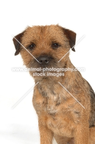 Border Terrier portrait