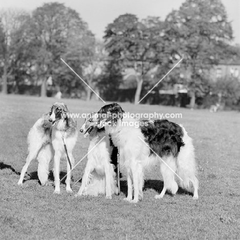 three borzois from springett kennels