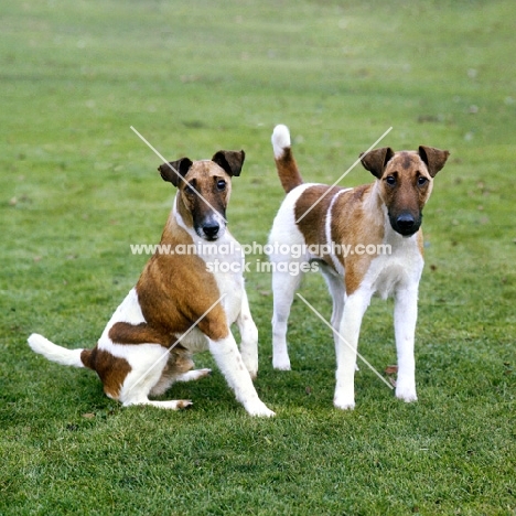 two champion smooth fox terriers 