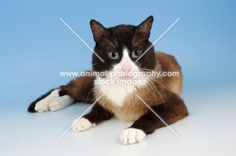 snowshoe cat on blue background