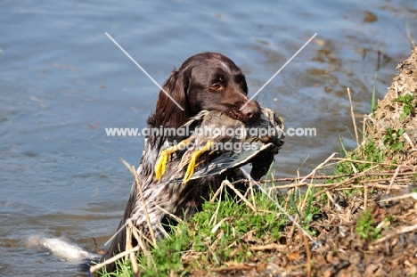 Munsterlander dog retrieving