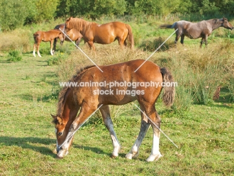 Welsh Cob (section d) foal, grazing