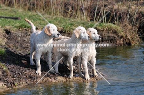 three young Golden Retrievers near river
