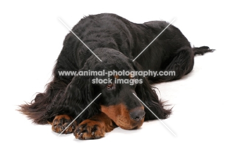 Australian Champion Gordon Setter, resting