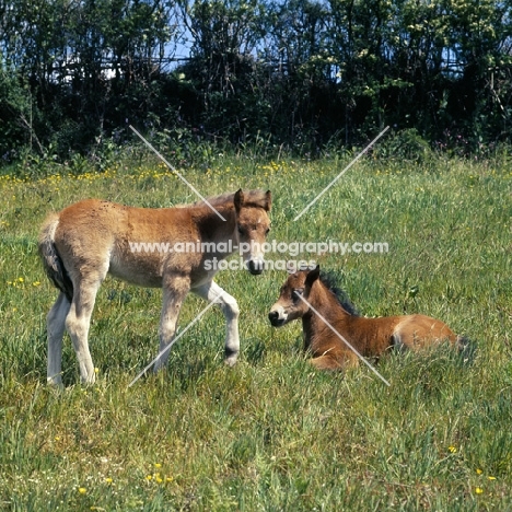 two Dartmoor foals in field