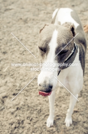 Lurcher on sand