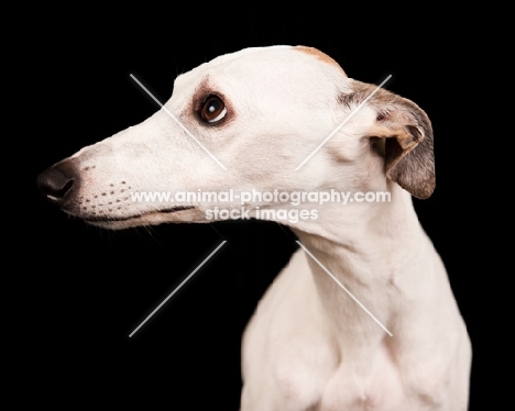 white Whippet looking aside