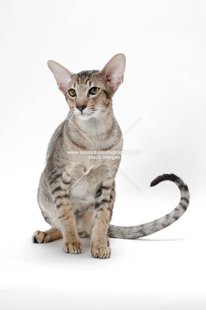 Oriental Shorthair sitting in studio, front view