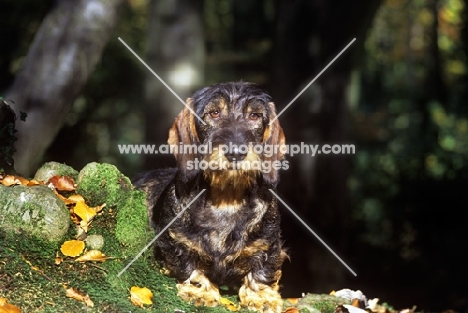 lieblings just a jest, wirehaired dachshund on mossy bank