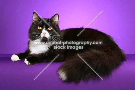 bi-coloured Siberian cat on purple background