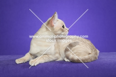 Australian Mist cat lying down on periwinkle background