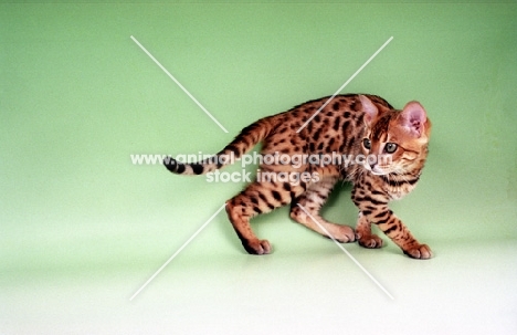 brown spotted Bengal, prowling