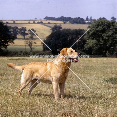 ch braeduke joyful, yellow labrador in field