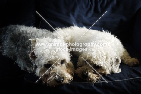 two Dandie Dinmonts resting together