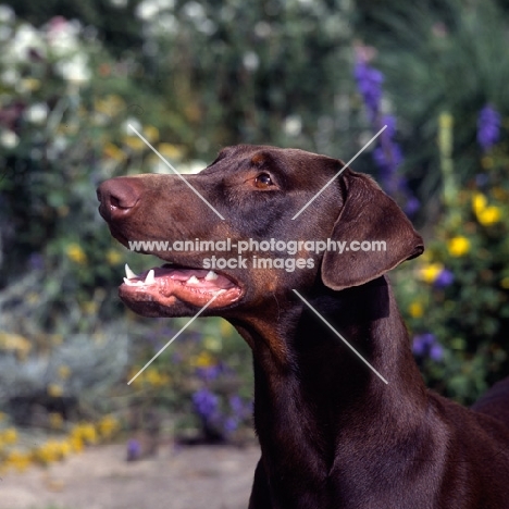 brown dobermann, portrait