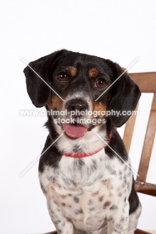 Dachshund x Beagle mix (also known as Doxle, Doxie, Beaschund)