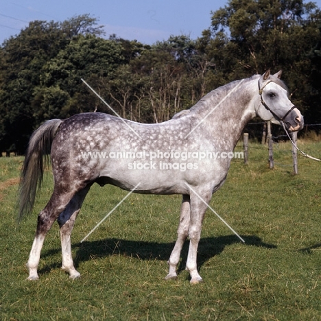 Arab stallion full body 